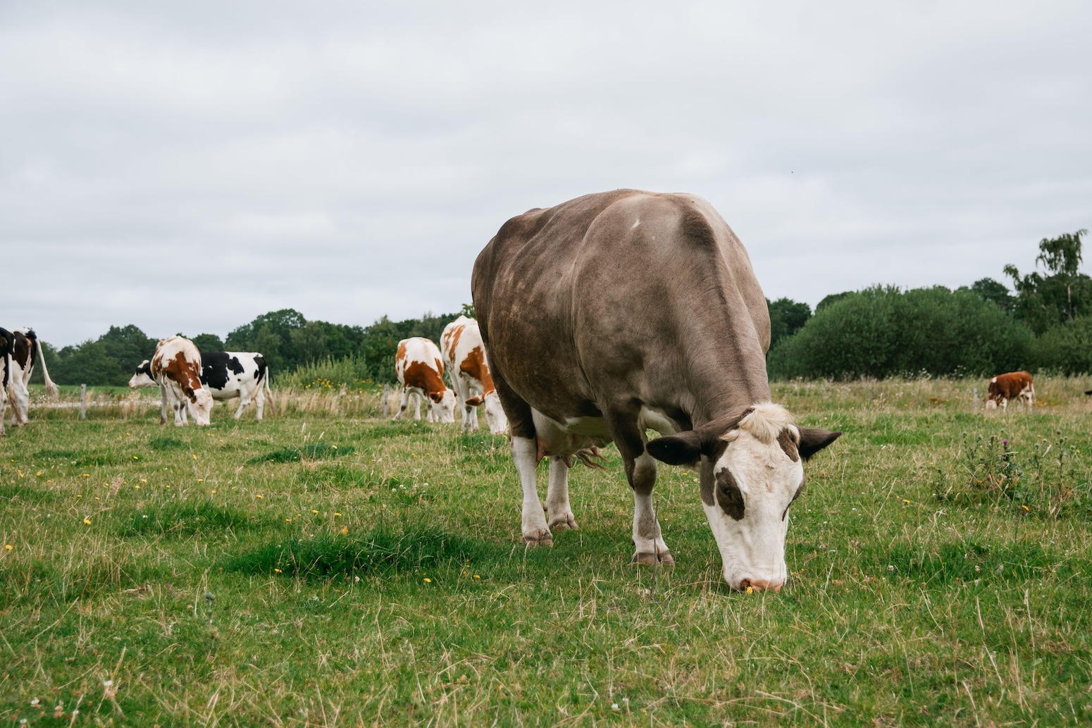 Q&A: How Denmark plans to tax agriculture emissions to meet native climate targets