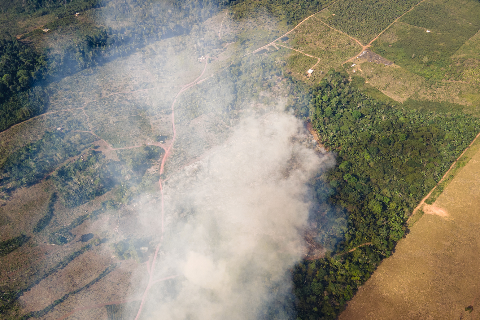 Fires might lock big parts of the Amazon into ‘treeless state’