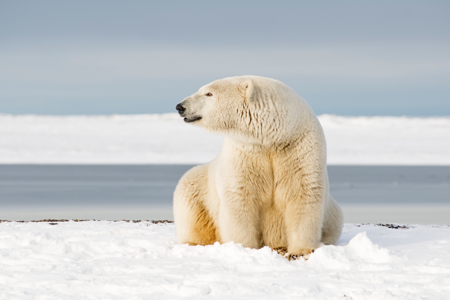 Alaska refuge drilling could threaten polar bears with ‘lethal’ oil spills