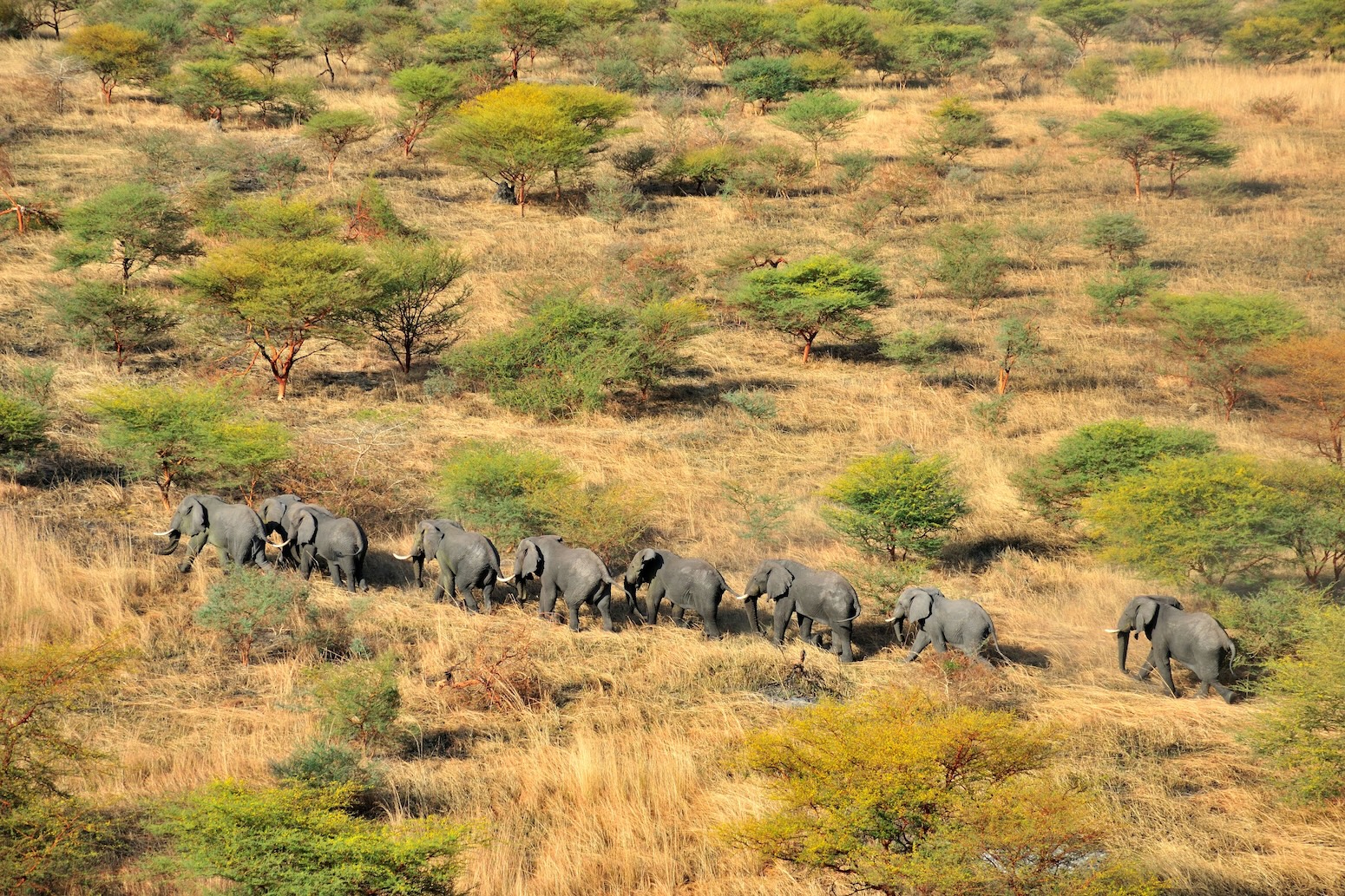 Thriller over ‘unexpectedly huge’ emissions from Africa’s tropical ecosystems