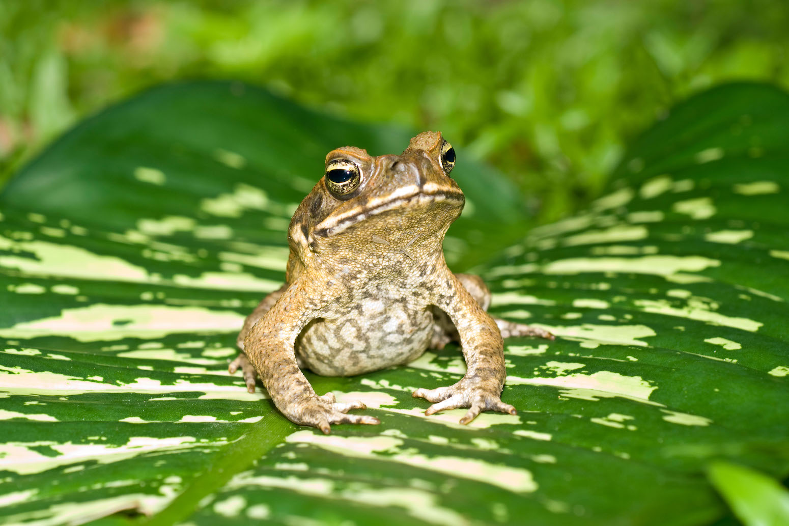 Q&A: Primary worldwide report reveals how native climate, land use and commerce drive ‘invasive species’