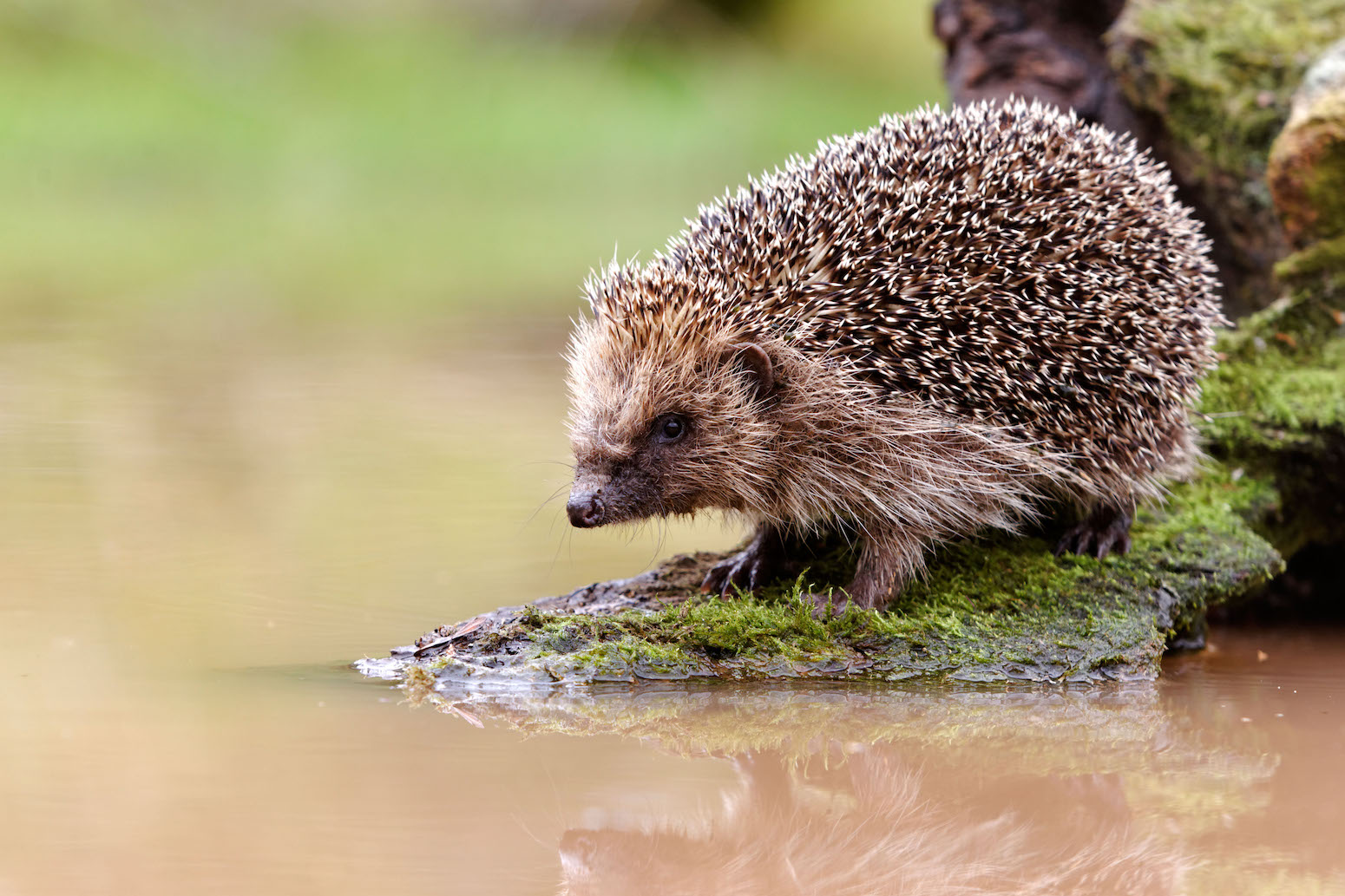 Air-pollution screens may preserve ‘unnoticed’ wealth of biodiversity information