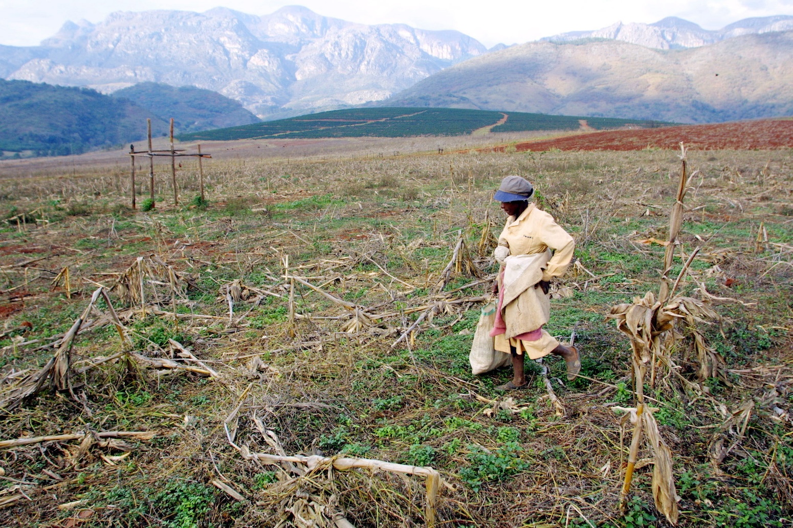 Customer submit: Using El Niño forecasts to supply early warning of crop failures