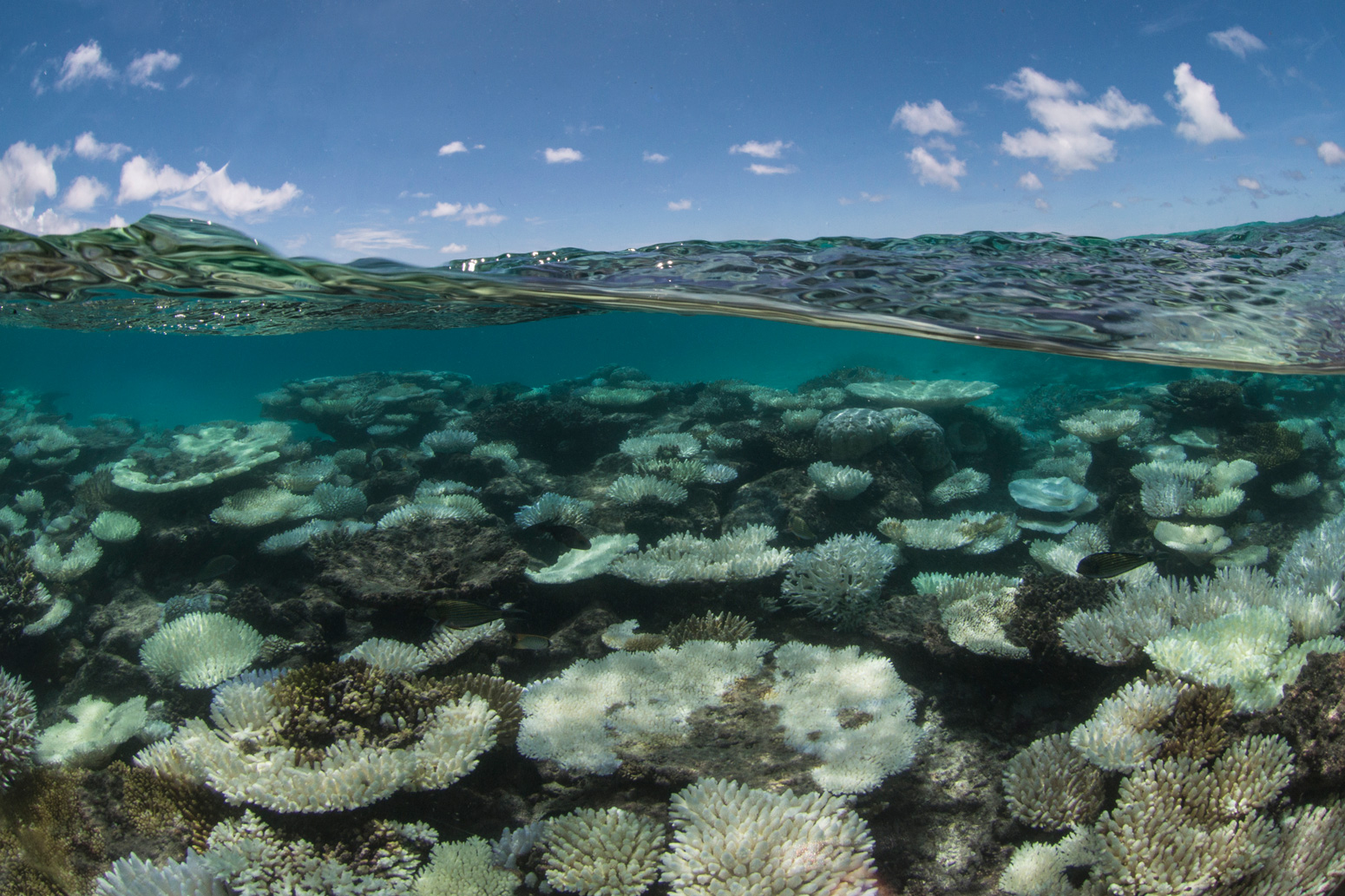 Ultimate refuges for coral reefs to fade above 1.5C of world warming, analysis finds