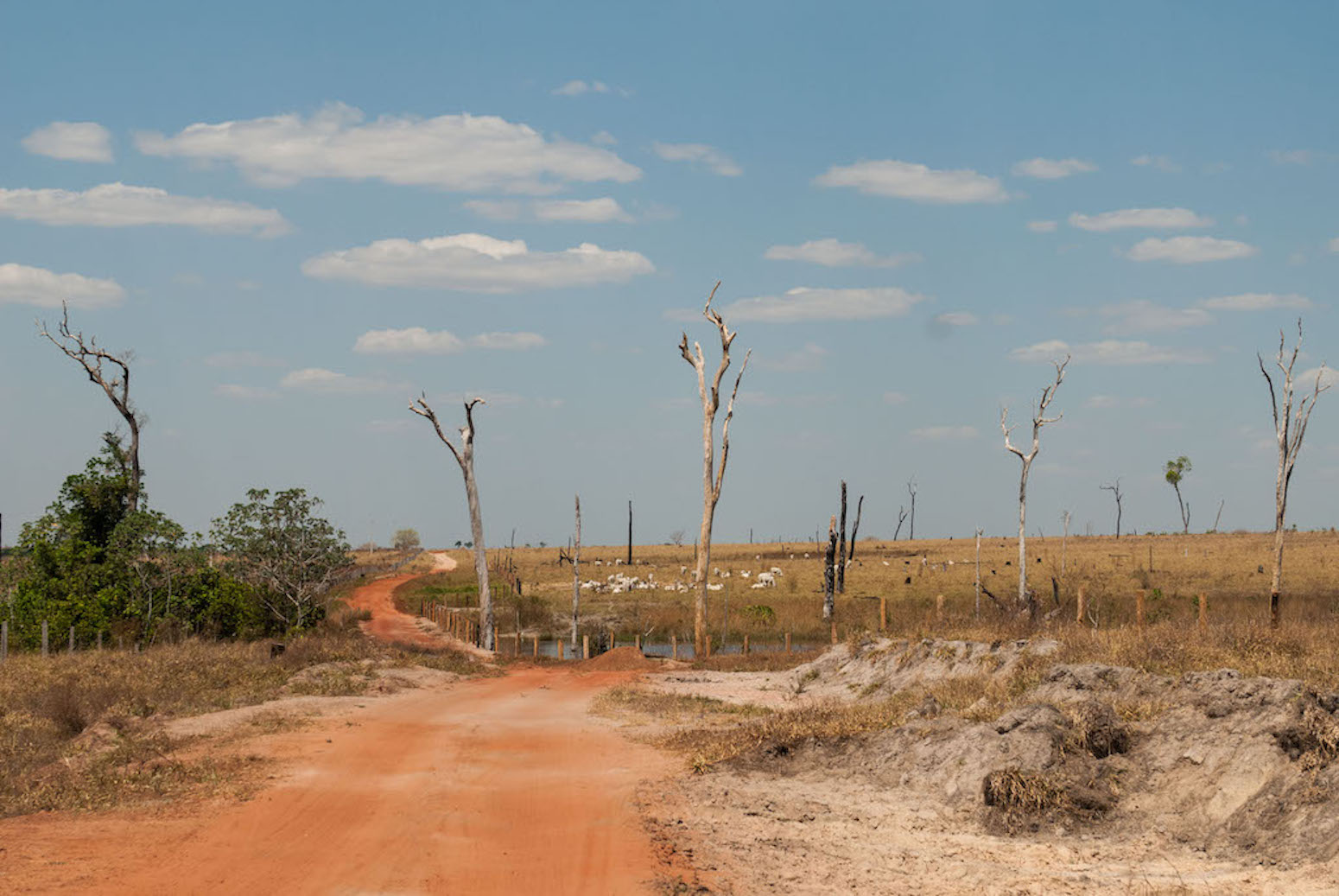 Drying of Amazon might presumably be early warning of ‘tipping degree’ for the rainforest