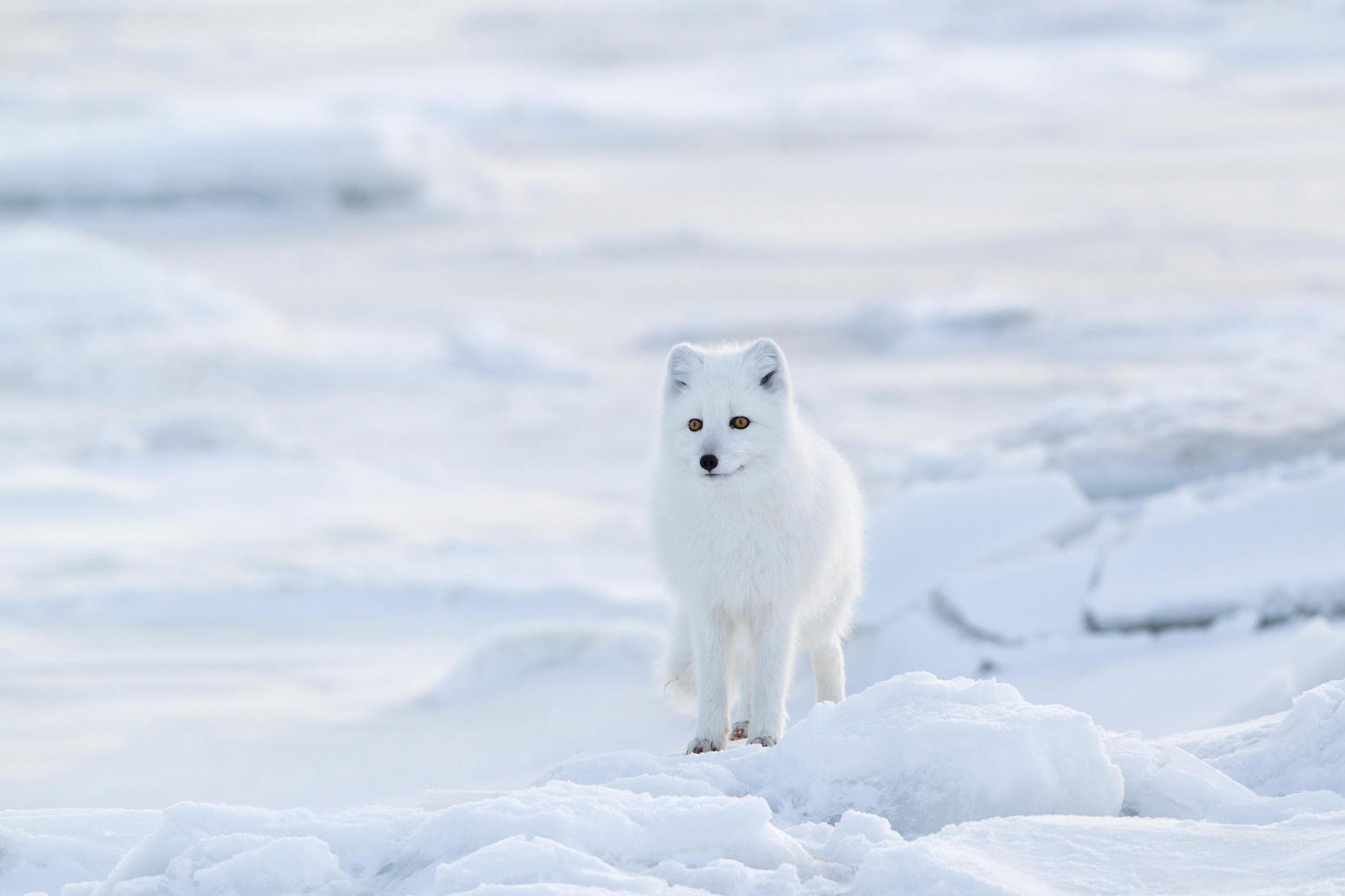 Dwindling sea ice linked to say no of Arctic foxes in Canada’s Hudson Bay