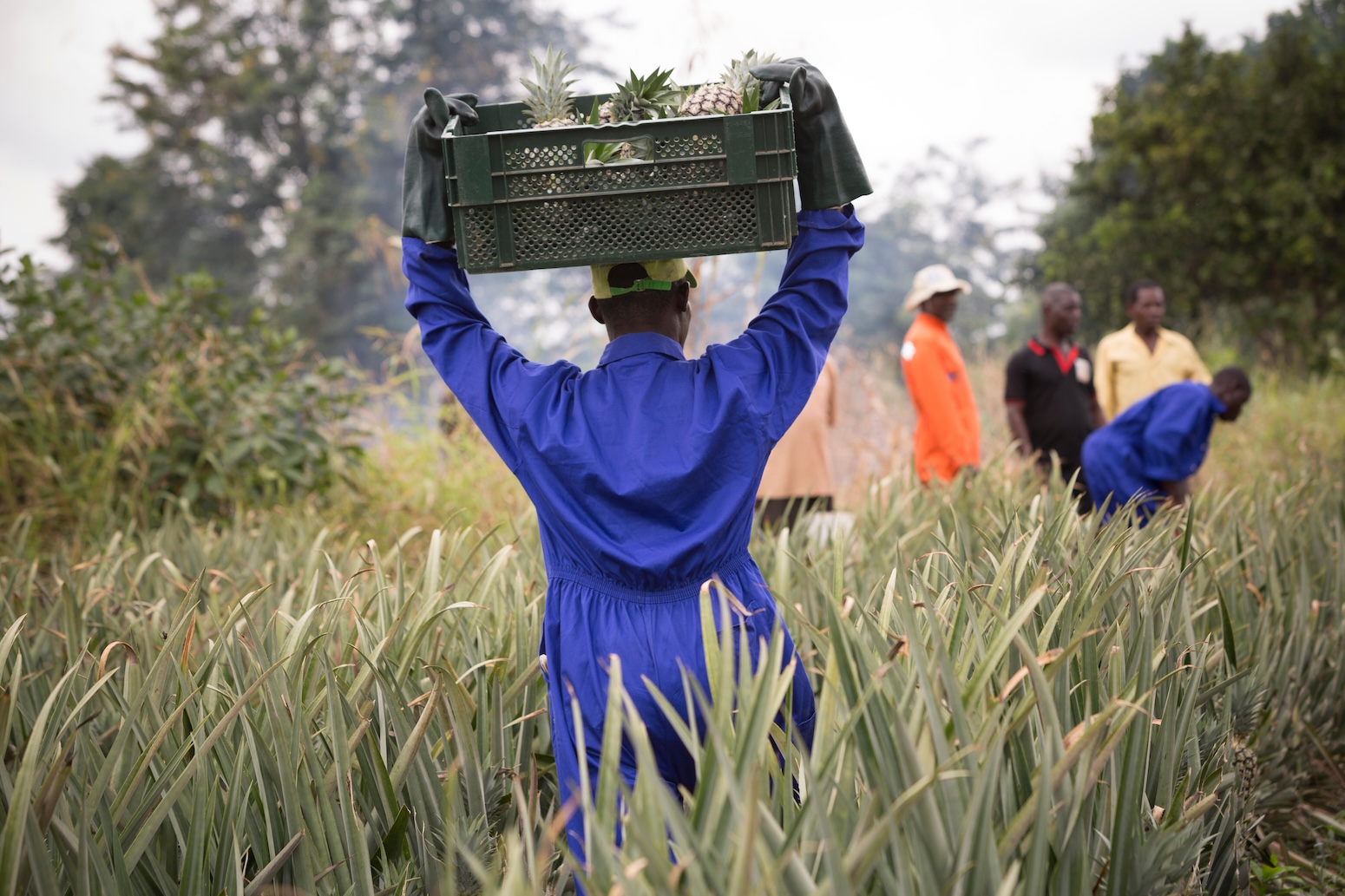 Customer put up: How native climate change is inflicting ‘ecological grief’ for farmers in Ghana