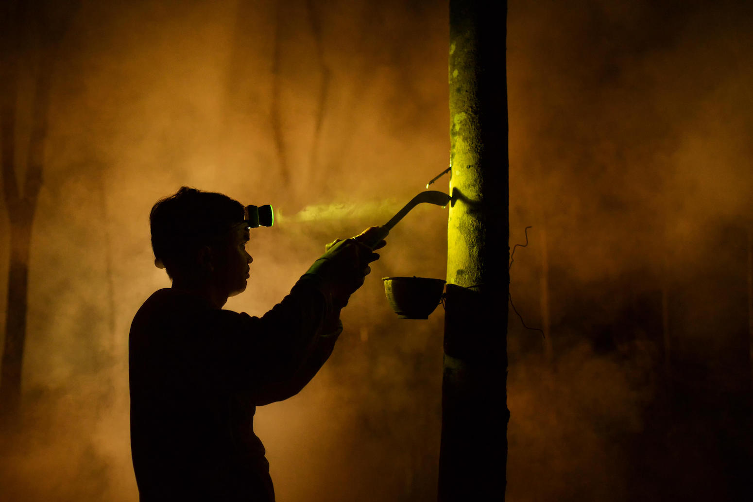 Rubber drives ‘on the very least twice’ as lots deforestation as beforehand thought