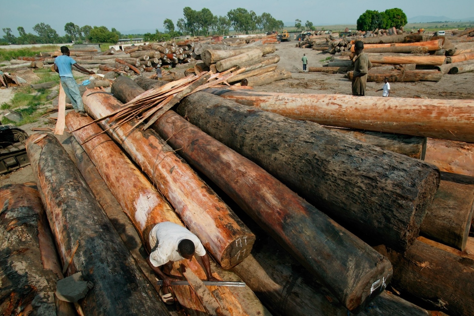 Loggers have ‘grabbed’ spherical 1m hectares of Indigenous land in DRC