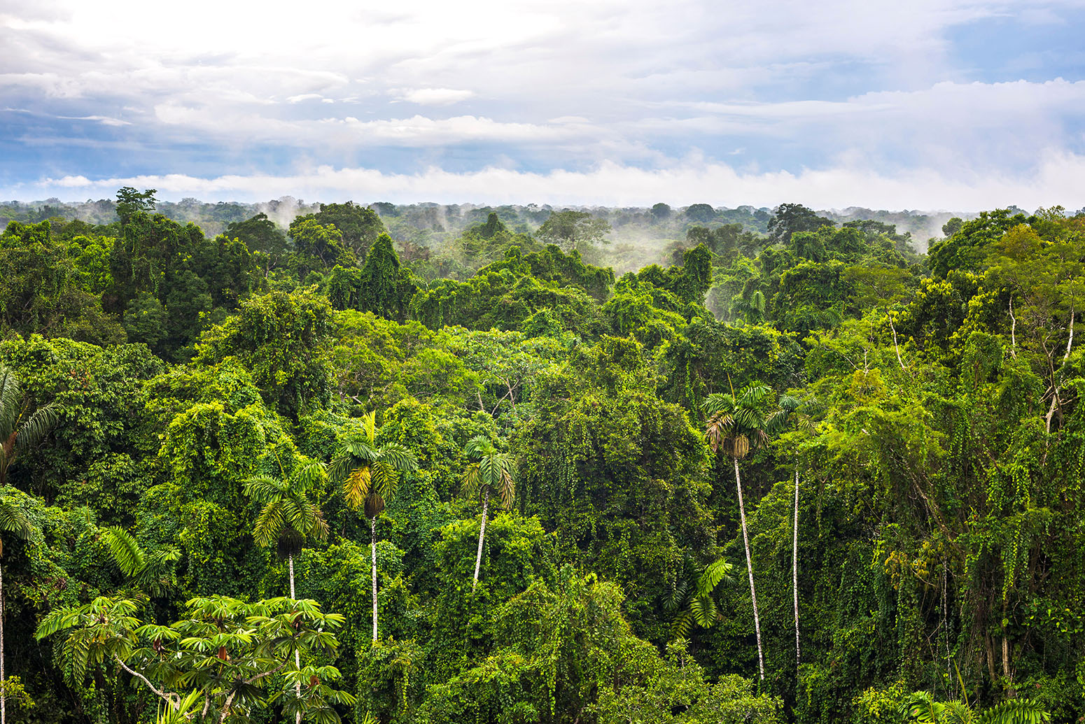 World warming would possibly push tropical forest leaves earlier a ‘essential temperature’